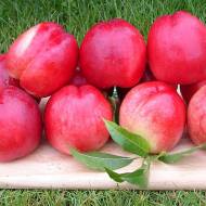 Саженец Нектарин Калдези 2000